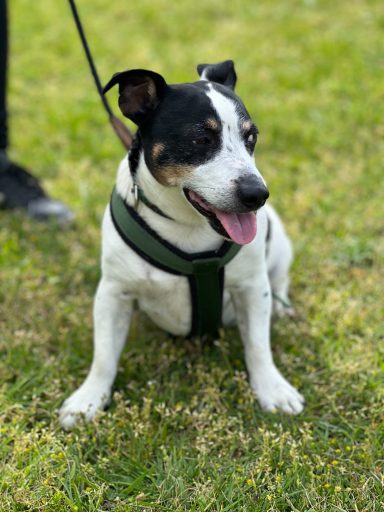 Arko (Jack Russel)