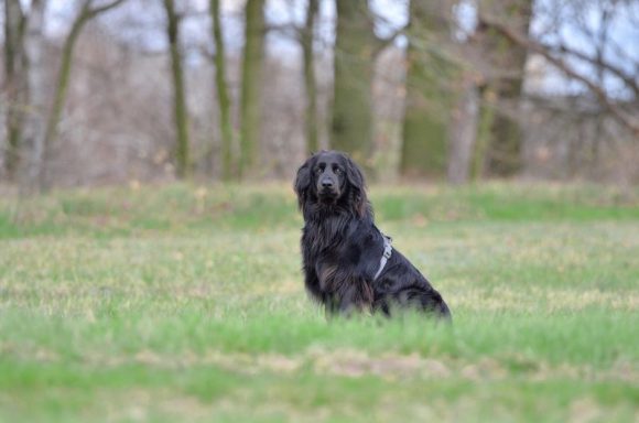 Baron (Hovawart)