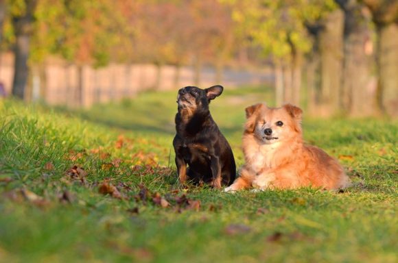 Herkules und Lilo